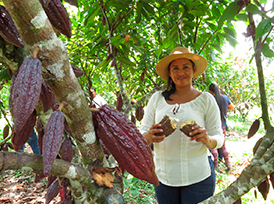 Cultivo de Cacao