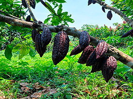 Cacao