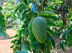 Guanabana